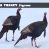 wild turkey jigsaw